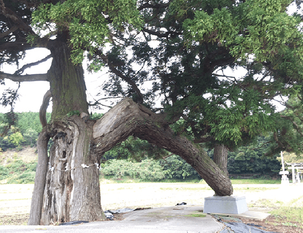 春日神社の大杉